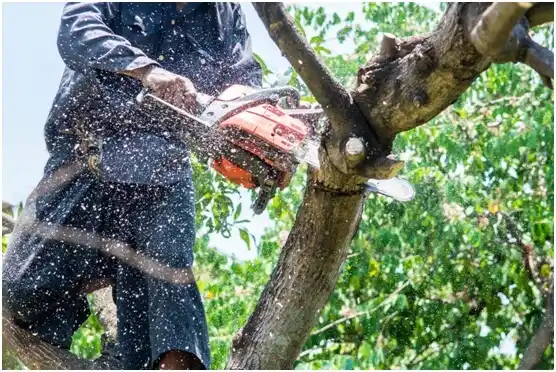 tree services Dover